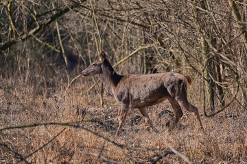 Beautiful red deer hind ,,cervus elaphus,, in Carpathian forest, Slovakia