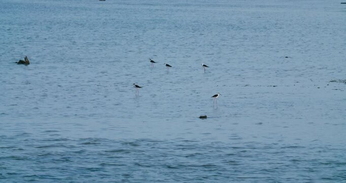 Flock of white-headed stilts wading in Sitra