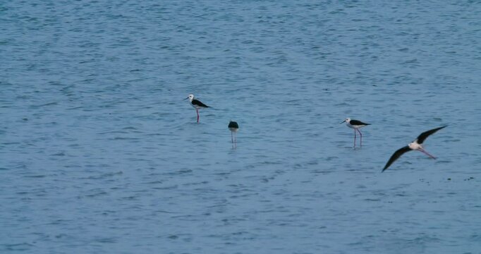 White-headed stilts wading in Sitra 