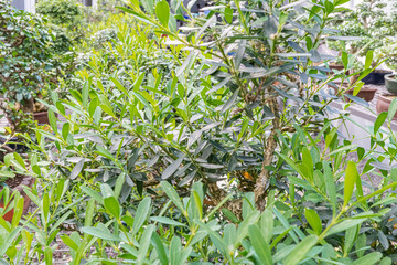 Close-up image of lush greenery with various shades of green leaves, potentially used for marketing materials to convey themes of freshness, health, or environment