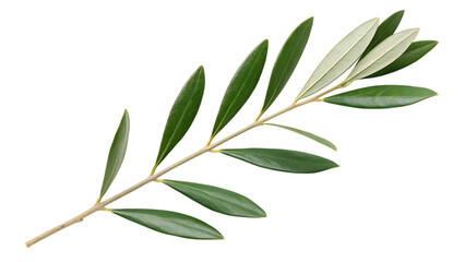 Olive branch with green leaves isolated on transparent background