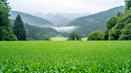 Lush green meadow, misty mountainscape