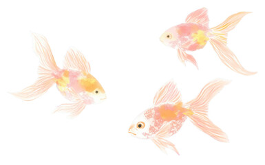 Fototapeta premium PNG Goldfish backgrounds animal transparent.