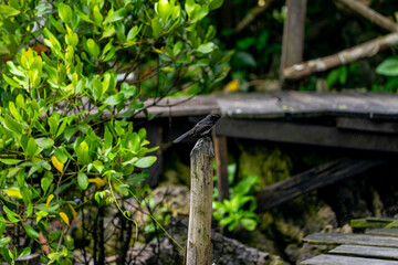 Small black bird resting on wooden post in lush tropical surroundings
