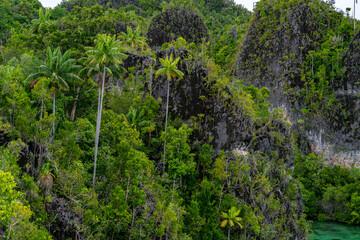 Towering jungle cliffs with palm trees growing among rugged rocks