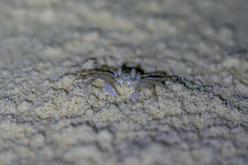 Tiny sand crab emerging from the beach with textured background