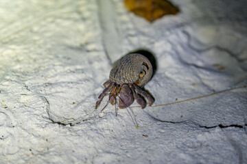Hermit crab making tracks across soft sand under night lighting