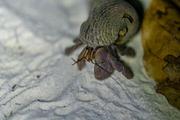Detailed close-up of a hermit crab walking across white sand