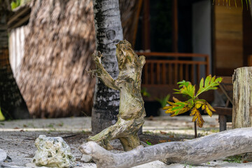 Obraz premium Close-up of artistic tree root figure on sandy tropical ground near palm trunks and huts