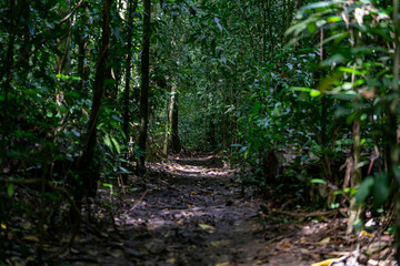 Narrow forest trail winds through dense jungle vegetation with dappled sunlight