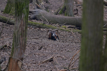 Quiet european,, Ovis aries musimon,,  mouflon in its natural environment, Slovakia