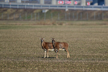 European mouflon on agriculture field, city wildlife, Slovakia
