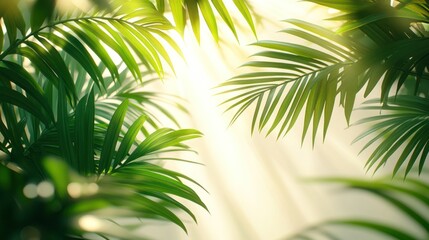 Lush tropical foliage bathed in sunlight