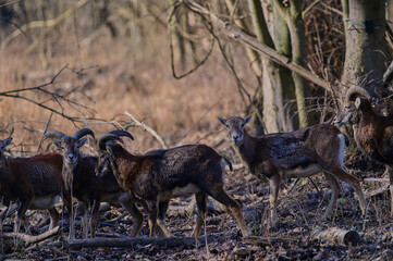 Quiet european,, Ovis aries musimon,,  mouflon in its natural environment, Slovakia