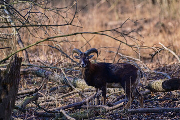 Quiet european,, Ovis aries musimon,,  mouflon in its natural environment, Slovakia