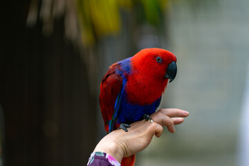 Bright red and blue parrot calmly perched on a human hand with soft background blur
