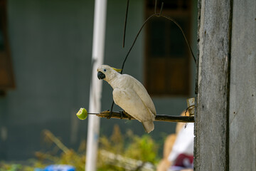 White cockatoo perched on stick tied to wall with fruit snack in village setting