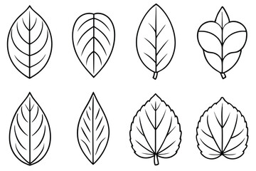 Organic Teak Leaf Art Collection