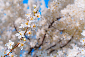 Beautiful White Cherry Blossom Flowers Against Blue Sky