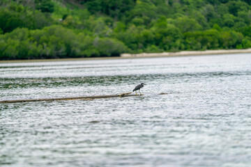 Graceful heron stands alone on floating log surrounded by tropical waters and lush greenery
