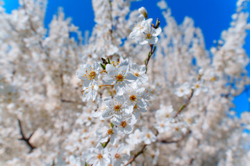Blooming Cherry Blossom Branch Against Clear Blue Sky