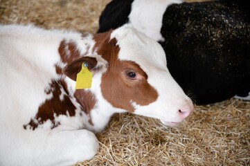Calf resting on straw in a barn during daytime surrounded by farm animals