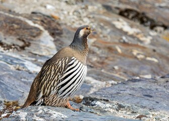 Tibetan snowcock in latin Tetraogallus tibetanus