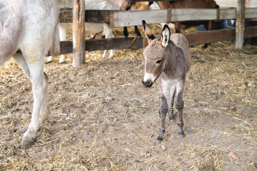 Obraz premium Young donkey explores a farm setting with adult donkeys nearby on a sunny day