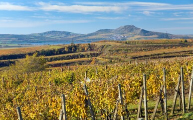 autumn vineyard yellow coloured vine plants Pavlov hils