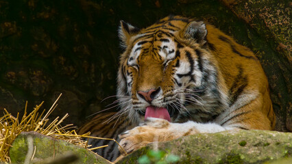 Tiger - Sumatratiger