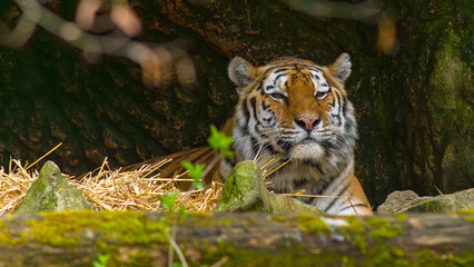 Tiger - Sumatratiger