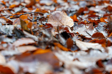 Ordesa national park in the Pyrenees mountains Huesca Aragon Spain wild mushrooms in autumn