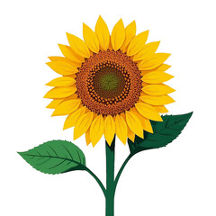 Naklejka premium sunflower on white background