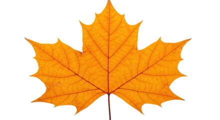 Isolated Autumn Maple Leaf