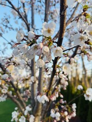 First day of bloom.  Stunning cherry blossom tree on  Mild frost free spring morning at the dawn of the golden hour. Delicate white light pink flowers dazzle in the morning sunlight. Soft petals.