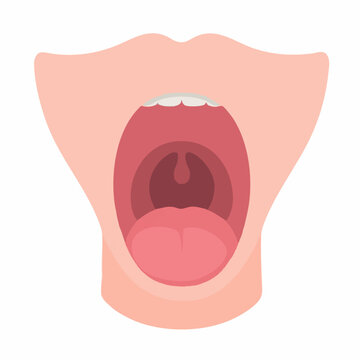 Open Mouth Anatomy Illustration. Vector Image