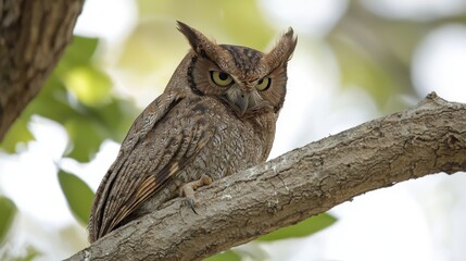 Obraz premium indian scops owl or Otus bakkamoena portrait perched on branch in a natural setting at keoladeo national park or bharatpur bird sanctuary rajasthan india