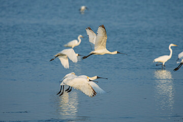 black faced spoonbills in flight above the water