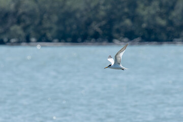 Chinese crested tern in flight