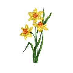 Fototapeta premium hand drawn spring flowers: yellow daffodil digital drawing for your design