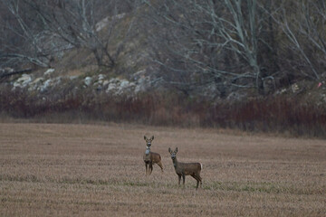 Cute roe deer ,,Capreolus capreolus,, on agriculture field in winter season, city wildlife, Slovakia