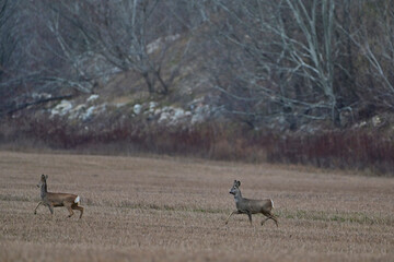 Cute roe deer ,,Capreolus capreolus,, on agriculture field in winter season, city wildlife, Slovakia