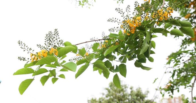 Bright yellow Padauk flowers are in full bloom on the tree and swaying beautifully in the morning breeze. (Pterocarpus macrocarpus) For the Myanmar water festival (Thingyan). taken in Myanmar.