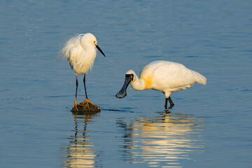 Little egret and black faced spoonbill close in the water
