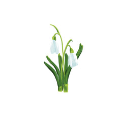 hand drawn spring flower: snowdrops digital drawing for your design