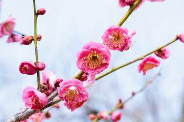 Beautiful Japanese apricot blossoms that bloom in early spring ‘Asahibotan’.