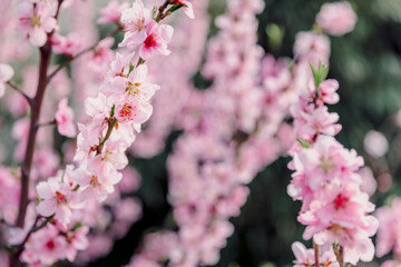 Peach blossoms in full bloom, gentle pink flowers on branches. Dreamy and romantic nature scene.