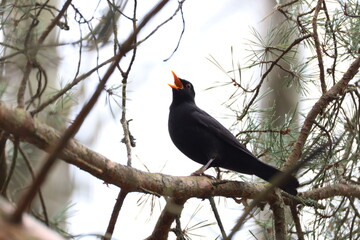 blackbird on a branch