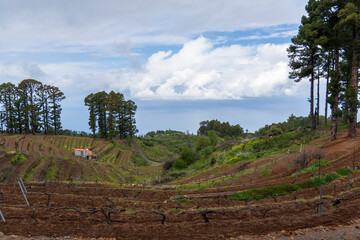 Obraz premium La Palma island Canary island archipelago Spain Pinus canariensis forest