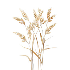 Fototapeta premium Oats isolated on white background